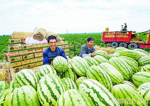 昌吉最新吃瓜事件,揭秘神秘事件背后的真相与争议