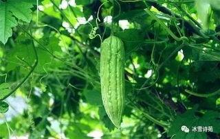 空调里吃瓜,瓜果飘香解暑趣