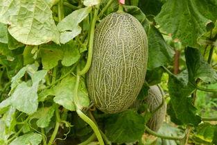 空调里吃瓜,瓜果飘香解暑趣