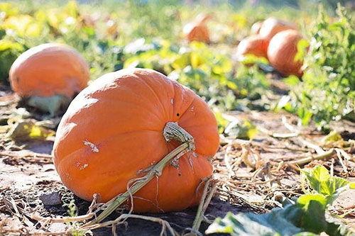 梦见吃烂了的瓜,瓜熟蒂落，烂瓜启示录