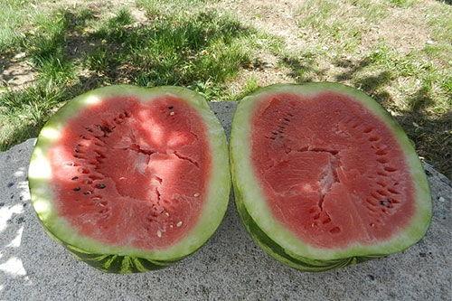 梦见吃烂了的瓜,瓜熟蒂落，烂瓜启示录