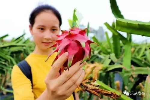 魏县带娃吃瓜,带娃吃瓜，共享夏日欢乐