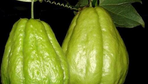 吃佛手瓜减肥,天然美食，健康瘦身新选择