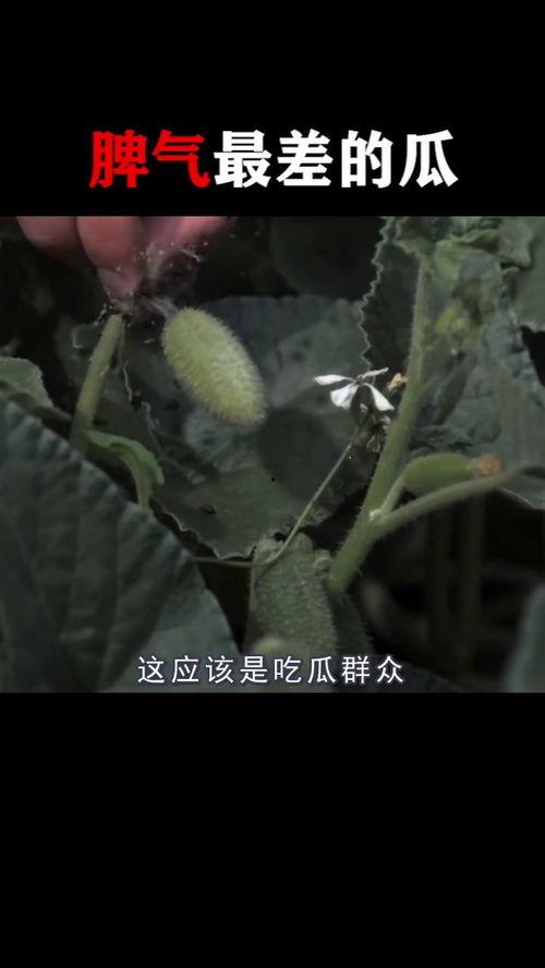 炸毛吃瓜,揭秘娱乐圈的火爆瞬间与幕后故事