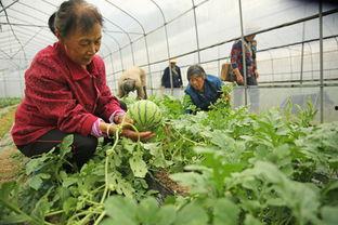 桂东县吃瓜,探寻地方特色美食，共享吃瓜乐趣