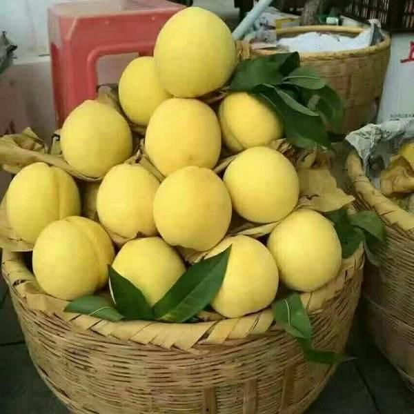 桂东县吃瓜,探寻地方特色美食，共享吃瓜乐趣