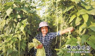 桂东县吃瓜,探寻地方特色美食，共享吃瓜乐趣