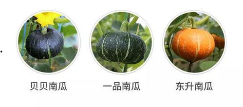 鸡吃不吃瓜,探究鸡的饮食习惯