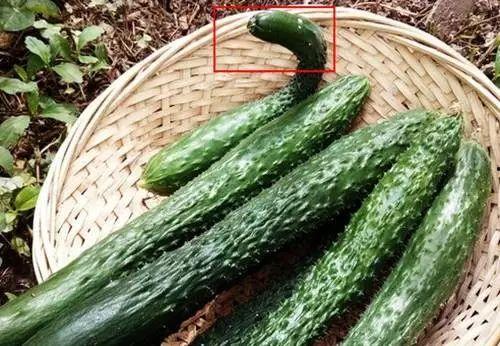 癌症可以吃小瓜吗,小瓜的适宜摄入与禁忌