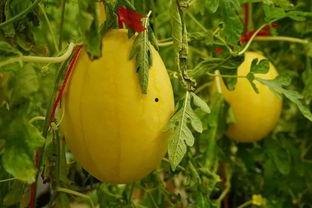 江门吃瓜群,揭秘本地美食圈的热辣故事