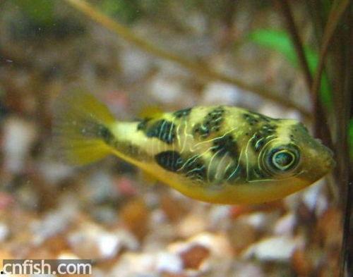 孔雀鱼吃瓜,探索瓜果的诱惑