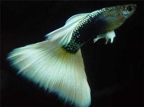 孔雀鱼吃瓜,探索瓜果的诱惑