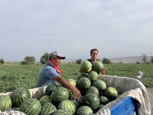 井底吃瓜的图片,揭秘网络热图的趣味与思考