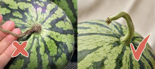 井底吃瓜的图片,揭秘网络热图的趣味与思考