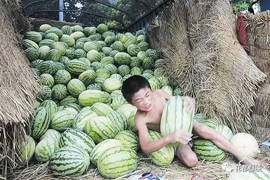 饿了吃瓜渴了还是瓜,美食满足——饿了吃瓜，渴了还是瓜