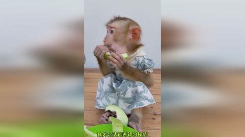 饿了吃瓜渴了还是瓜,美食满足——饿了吃瓜，渴了还是瓜