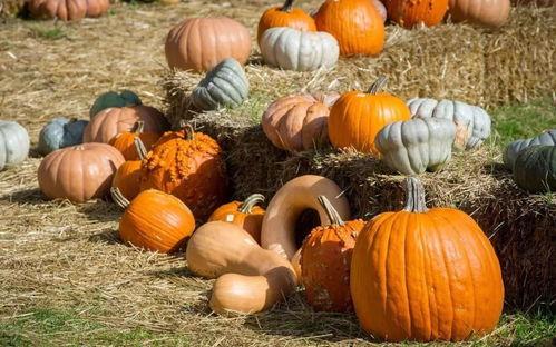 吃瓜卜算,揭秘日常生活中的神秘预兆