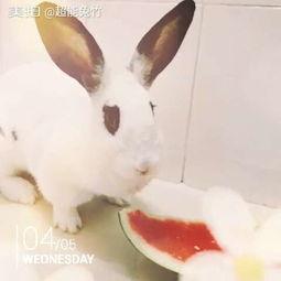 吃瓜玫瑰兔