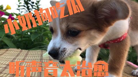 小狗可以吃瓜吗,瓜类水果，狗狗可以吃吗？