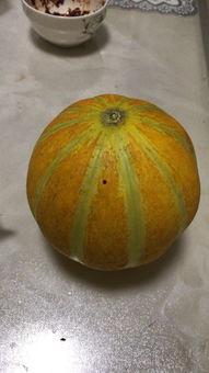 捎瓜孕妇可以吃吗,营养与安全的双重保障