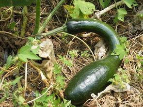 家里的方瓜种能直接吃吗