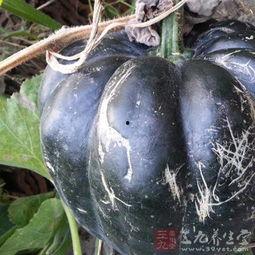 家里的方瓜种能直接吃吗