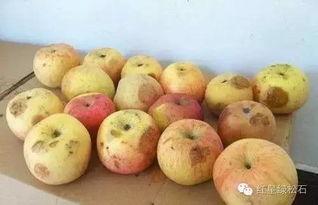 吃不好的瓜头晕,揭秘不良饮食习惯的危害