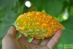 分享吃瓜拍摄技巧