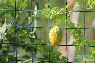 分享吃瓜拍摄技巧