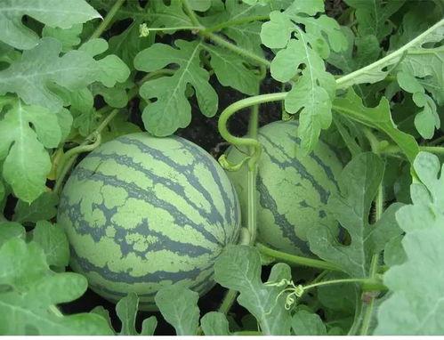 金寨吃瓜专家,金寨吃瓜专家带你领略当地特色美食