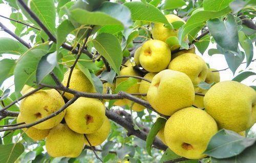 秋瓜可以和梨吃吗,秋季养生美食指南