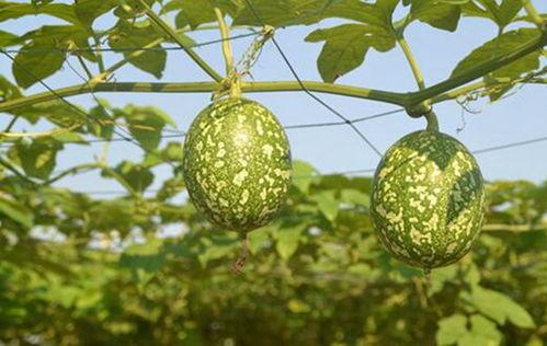 吊瓜水分多少可以吃,吊瓜水分含量与食用指南