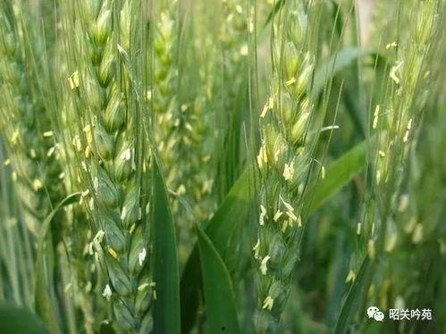 小麦瓜的花怎么吃,花中佳肴的烹饪艺术