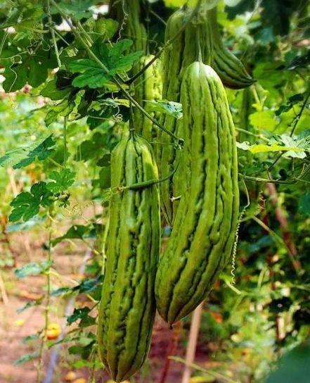 三高人群可以吃小瓜吗,健康生活新选择