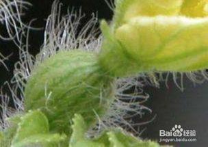 三高人群可以吃小瓜吗,健康生活新选择