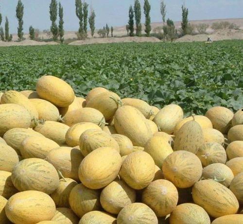 伽师瓜怎么吃,解锁美味新体验