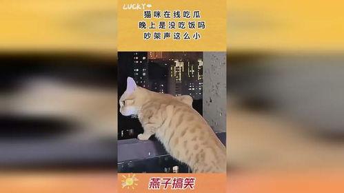 猫咪吃瓜家人吵架,宠物视角下的家庭矛盾