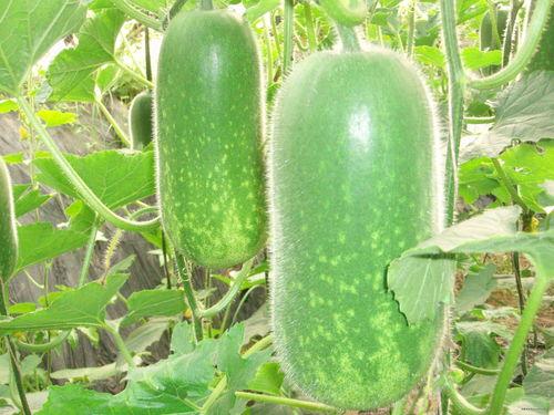 吃瓜课代表秋名山,揭秘吃瓜课代表的瓜界传奇