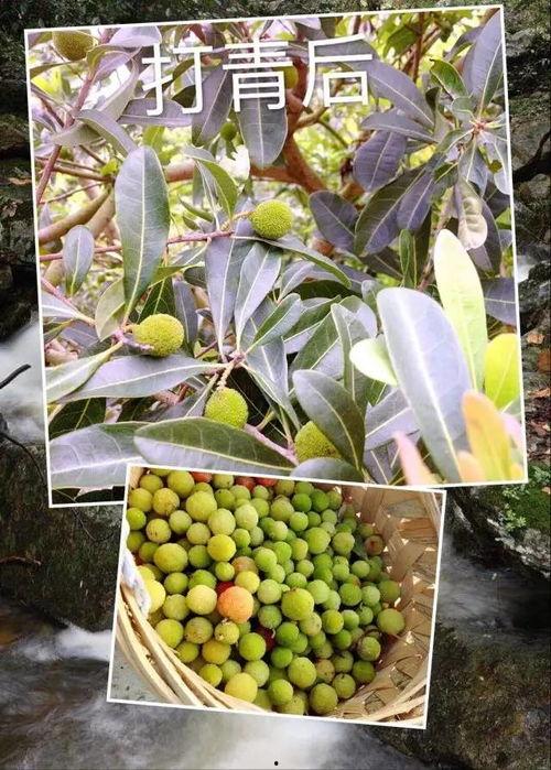 浮宫吃瓜,揭秘宫廷背后的吃瓜故事