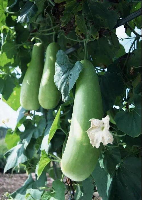 蒲瓜风干怎么吃,风味独特，食尚潮流