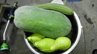 保定吃瓜大园,揭秘当地特色美食聚集地的魅力