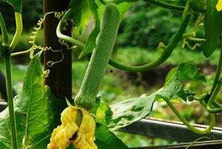 月尊吃瓜,揭秘娱乐圈幕后风云