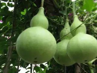 总是吃葫芦瓜的女人,探寻健康饮食与美丽秘诀