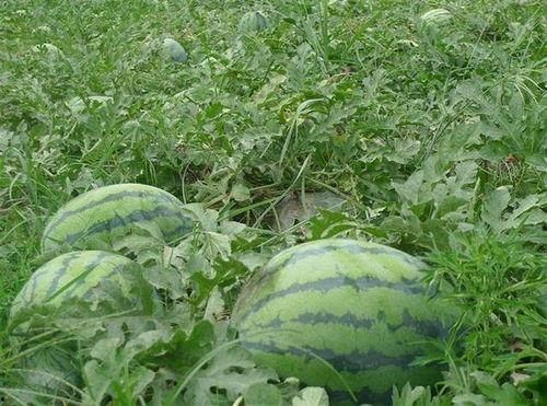 瓜地吃西瓜写话,一场与西瓜的奇妙邂逅