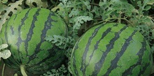 瓜地吃西瓜写话,一场与西瓜的奇妙邂逅