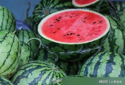 瓜地吃西瓜写话,一场与西瓜的奇妙邂逅