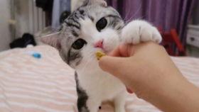 猫咪能否吃小蜜瓜,小蜜瓜，猫咪的甜蜜诱惑？