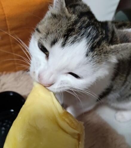 猫咪能否吃小蜜瓜,小蜜瓜，猫咪的甜蜜诱惑？