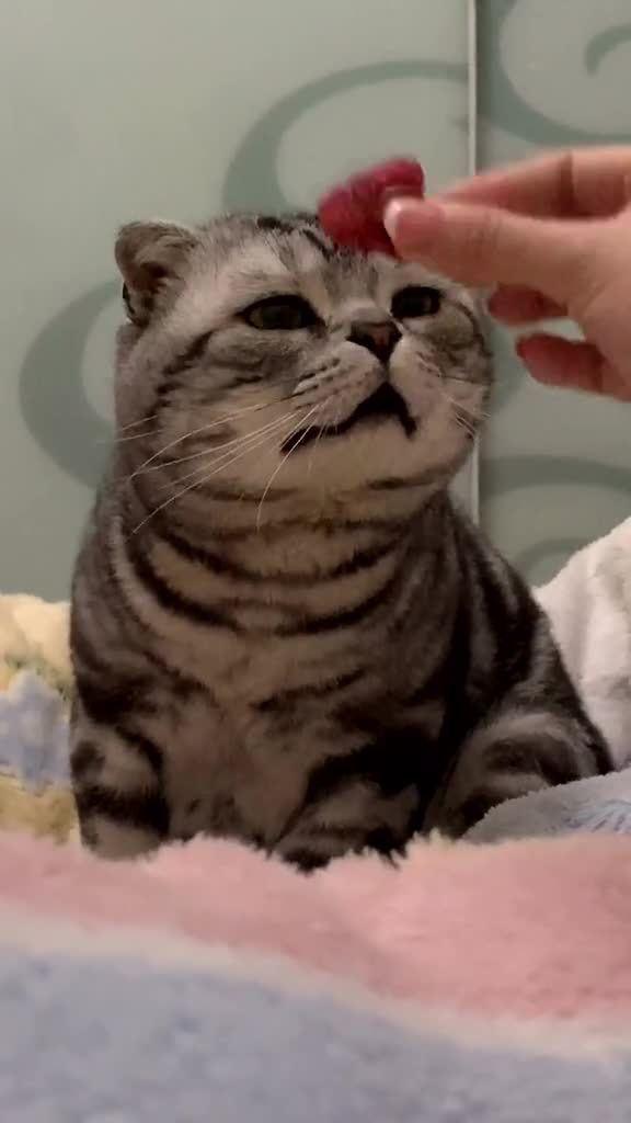 猫咪能否吃小蜜瓜,小蜜瓜，猫咪的甜蜜诱惑？