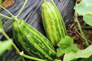 淄博吃瓜啥意思,揭秘网络热词背后的文化现象